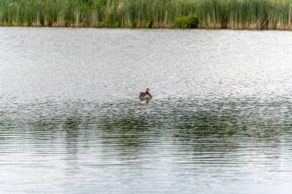 Kaz gölde tek başına. Yalnız bir kaz gölün ortasında sakince yüzer. Suyun yüzeyi pürüzsüz ve yansıtıcı görünüyor..