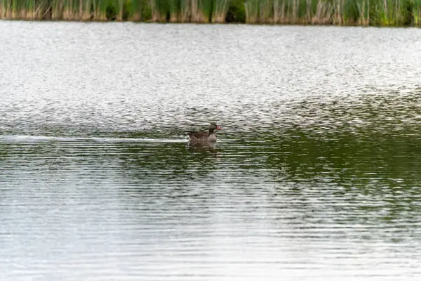 Kaz profilden yüzüyor. Kaz suyun üzerinde sakince süzülür, ardında küçük dalgalar bırakır. Profili temiz ve iyi aydınlatılmış.