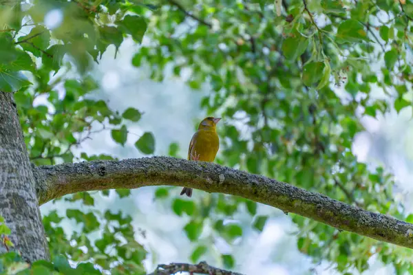 Yeşil ispinoz parlak bokeh dalında. Bir ispinoz bir dala oturur ve dikkatlice yan tarafa bakar. Arka plandaki ışık oyunu yumuşak bir bokeh oluşturur.