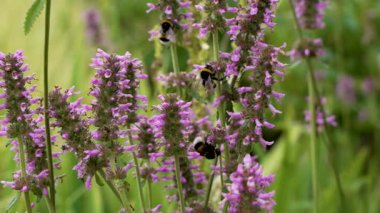 Pembe Yaban Çiçekleri 'nde yaban arıları. Yaban arıları yazın çiçek açan pembe kır çiçeklerinde polen toplarlar. Canlı bir tozlaşma ve doğal aktivite anı.