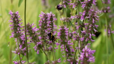 Lavanta 'da Bumblebee Nektar Topluyor. Bir yaban arısı işte meşgul olan lavanta çiçeklerine yapışır. Yumuşak arkaplan canlı mor detayları arttırır.