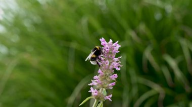 Lavender 'daki Bumblebee. Bir yaban arısı canlı lavanta çiçeklerinden nektar toplar. Eylemde tozlaşmanın yakın çekimi.