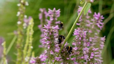 Pembe Çiçeklerdeki Yabanarıları. Çoklu yaban arıları tomurcuklanmış pembe çiçeklerle doludur. Yaz etkinliğinin uğultulu bir sahnesi.
