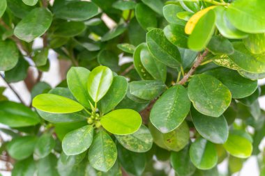 Parlak yeşil yapraklar. Tropikal bir çalılığın parlak yeşil yaprakları, yeşilin farklı tonlarını gösteren güneş ışığını yansıtır. Sağlıklı, yemyeşil bir bitki kümesi görüntüye hakim olur..