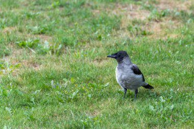 Genç kapüşonlu karga. Genç bir Corvus Cornix (kapüşonlu karga) yeşil çimlerin üzerinde durur, gri ve siyah tüyleri kolayca tanınabilir. Yavru kuş uyanık ve meraklı görünüyor..