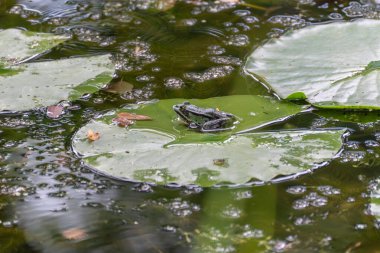 Nilüfer yaprağının üzerindeki kurbağa. Yeşil bir kurbağa göletteki bir nilüfer yaprağında sakince oturur. Su yüzeyi kabarcıkları ve yaprakları yansıtır, barışçıl bir doğal ortam yaratır..