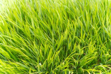 Japon Kan Çimeni yan görüntüsü. Çimenlerin eğimli yaprakları yoğun ve dinamik bir yapı oluşturur. Sarı-yeşil uçlar koyu arkaplanla tezat oluşturuyor.