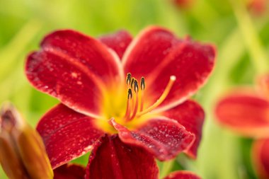 Parlak taç yaprakları ve sarı merkezli kırmızı bir Hemerocallis 'in yakın çekimi. Çiy damlaları canlı çiçeğe tazelik ekler.