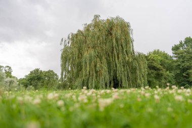 Önü yonca kaplı söğüt ağacı. Düşük bir açıdan bakıldığında, yumuşak yonca tarlasının arkasında yükselen bir söğüt ağacı. Bulutlu gökyüzü doğal güzelliği ve huzurlu ortamı arttırır..
