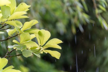 Yağmurda sarı-yeşil yapraklar. Parlak sarı-yeşil yapraklar yağmur damlalarıyla parlarken yağmur damlaları bir hareket hissi ekliyor. Koyu arkaplan yeşilliğin canlılığını arttırır.
