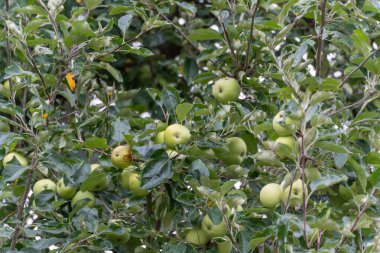Bir sürü yeşil meyveli elma ağacı. Bir elma ağacı yoğun ve güçlü yapraklarla çevrili sayısız yeşil meyve verir. Bazı elmalar çoktan olgunlaşmış..