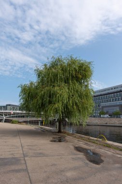 Spree 'nin yanında, bulutlu bir gökyüzünün altında yalnız bir ağaç duruyor. Toprak ıslak, küçük su birikintilerini yansıtıyor..