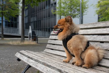 Bir Pomeranian, arka planında modern mimari olan ahşap bir bankta yan yana oturur. Köpek uzaklara rahatça bakar..