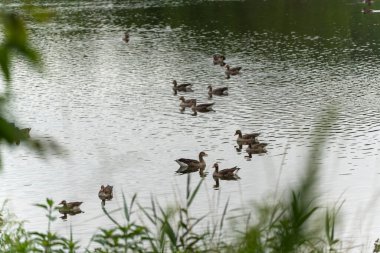 Ön planda kamışlı bir grup kaz. Bazı kazlar gölde yüzer, ön planda hafif bulanık sazlıklar vardır. Perspektif derinliği ve doğaya bir bağlantı duygusunu iletir..