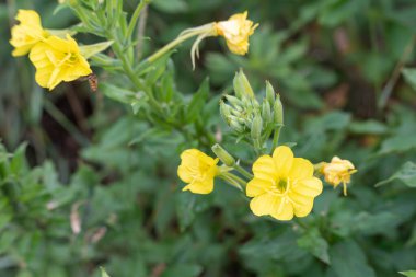 Böcekli Sarı Çiçekler. Küçük bir böcek onlara doğru uçarken parlak sarı çiçekler tam çiçeklenir. Sahne canlılık ve yaz havasını yansıtıyor..
