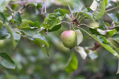 Ağaçta tek bir elma. Olgunlaşmamış bir elma, canlı yeşil yapraklarla çevrili bir dala asılır. Fotoğraf doğanın olgunlaşma sürecini tasvir ediyor..