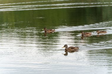 Dört Ördek Yüzüyorlar. Dört kahverengi ördek suyun üzerinde uyum içinde yüzüyor. Aynı anda hem senkronize hem de sakin görünüyorlar..