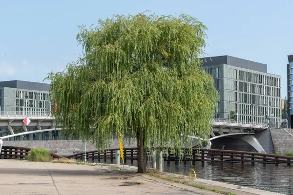 Modern ofis mimarisi tarafından çerçevelenmiş, Spree kıyısında tek başına duran yemyeşil bir söğüt ağacı. Nehrin sakin akışı olay yerine huzur getirir..