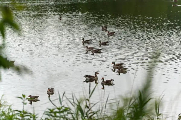 Ön planda kamışlı bir grup kaz. Bazı kazlar gölde yüzer, ön planda hafif bulanık sazlıklar vardır. Perspektif derinliği ve doğaya bir bağlantı duygusunu iletir..