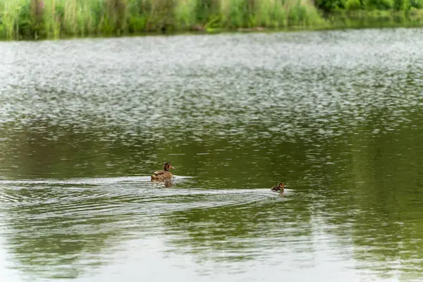 Anne ördek yavruyu uzaktan takip ediyor. Anne ördek yavrusunun peşinden yüzer. Yavru ördek de ilginç bir şekilde ileriye doğru yüzer. Sahne yeşil, huzurlu bir gölde geçiyor..