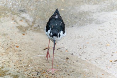 Kara kanatlı Stilt Himantopus himantopus. Siyah kanatlı bir çubuk kumlu zemine doğru bakıyor, dikkatlice aşağı bakıyor. Uzun, pembe bacaklar ve düz gagalar açıkça görülebilir..