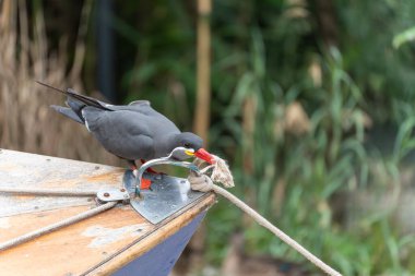 İnka Tern Halatı Çekiyor. İnka Tern gagasıyla düğümlenmiş bir ipi kavrıyor. Sahne neşeli ve canlı görünüyor..