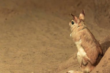 Büyük bir Jerboa kumlu zeminde dik durur. Büyük gözler ve kulaklar bu gece türünün tipik özellikleridir..