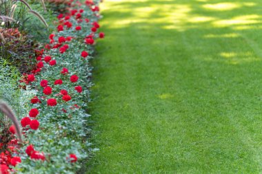 Gül bahçesi sınırı. Parlak kırmızı güller canlı yeşil çimlerle çelişen, düzgün bir bahçe kenarı boyunca çiçek açarlar. Güneş ışığı bu manikürlü sahneye neşe katıyor..