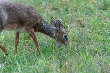 Kirk-Dikdik otluyor. Bir Kirk-Dikdik taze yeşil çimlerle beslenmek için başını eğiyor. Küçük ve büyük gözleri onu özellikle çarpıcı yapıyor..