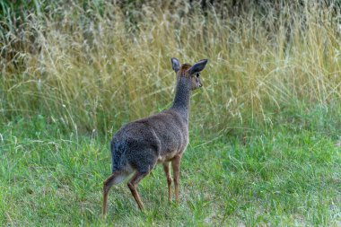 Kirk-Dikdik çimde alarm veriyor. Dikdik hareketsiz duruyor, tetikte ve dinliyor, uzun kuru otlarla çevrili. Küçük gövdesi ve dik kulakları tetikte olduğunu gösteriyor..