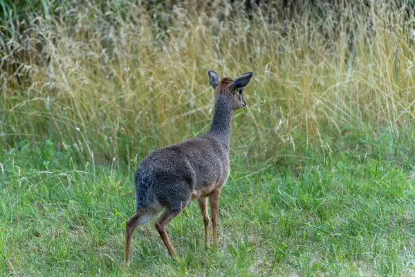Kirk-Dikdik çimde alarm veriyor. Dikdik hareketsiz duruyor, tetikte ve dinliyor, uzun kuru otlarla çevrili. Küçük gövdesi ve dik kulakları tetikte olduğunu gösteriyor..