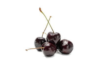 Kök beyazı arka planlı dört kiraz. Saplı dört koyu kiraz, beyaz arka planda gevşek bir şekilde gruplandırılmış ve parlak. İki ağaç gövdesi güzelce kesişmiş..