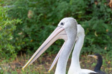 İki Avustralyalı pelikan uzun gagalarıyla yan yana durur. Açık gri tüyleri ve orman arka planı güzel bir kontrastlık yaratır..