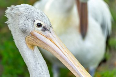 Göz ve gagaya odaklanmış bir pelikan. Pelikanın gözü açıkça görülebilirken, uzun gagası hafifçe açık. Arka planda başka bir pelikan bulanıklığı.
