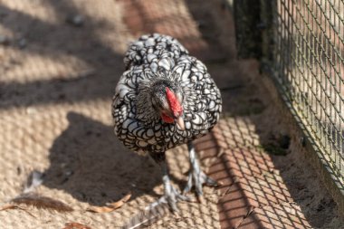 Gümüş rengi Sebright tavuğu kaplamasında durur, güneş ışığı kumlu zeminde bir şebeke deseni oluşturur. Tüylü deseni özellikle dekoratif ve çarpıcı..