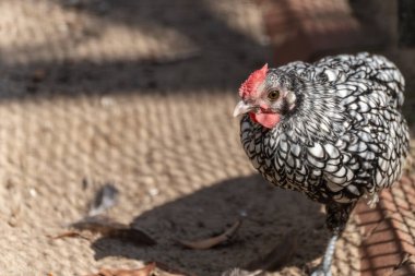 Sebright Chicken Silver manzaralı. Sebright tavuğu profil olarak gösteriliyor, gümüş-siyah tüyleri gün ışığında parlıyor. Muhteşem bir şablonu olan zarif bir tavuk..