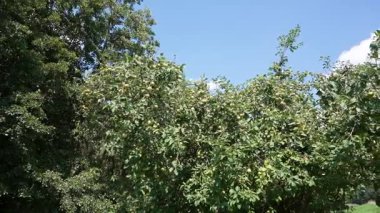 Elma Ağacı Geniş Vuruşu. Meyvelerle dolu büyük bir elma ağacı mavi bir gökyüzüne karşı duruyor. Elmalar yeşil bir ortamda hasat için hazır..