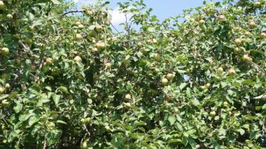 Apple Tree 'ye yakın çekim. Bir elma ağacının dalları sayısız yeşil-kırmızı elmanın ağırlığı altında asılı duruyor. Yaz ışığı yaprakların parlamasını sağlar..