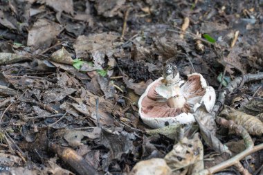 Orman zemininde Agaricus mantarı. Islak yaprakların arasında korunaklı bir mantar yatıyor. Pembe solungaçlar ve beyaz saplar açıkça görülüyor..