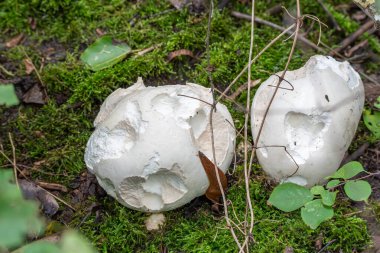 Yosun üzerinde salyangoz olan iki tüy yumağı. İki büyük tüy yumağı yosunların arasında duruyor. Kahverengi bir salyangoz mantarlardan biriyle besleniyor..