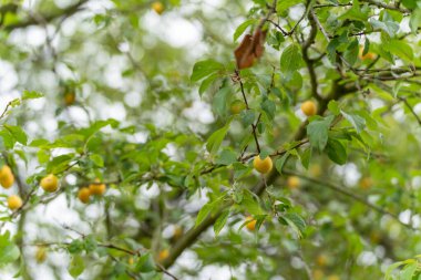 Kiraz eriği ağacı erik cerasifera. Birçok küçük sarı meyvesi olan bir ağaç yoğun yaprakların arasında duruyor. Kiraz erikleri olgunlaşmış ya da olgunlaşmış..