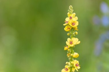 Büyük Mullein Verbascum yoğunluğu. Mullein, uzun bir cilt boyunca parlak sarı çiçekler taşır. Mor pulları açıkça görülebiliyor..