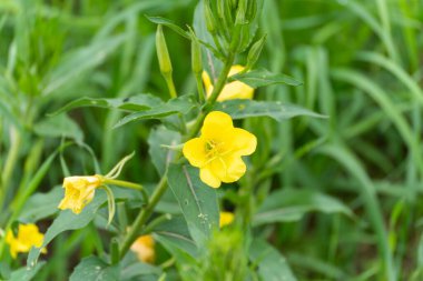 Akşam çiçeğinin parlak sarı çiçekleri Oenothera biennis tamamen açar. Bitki tıbbi özellikleri ve özellikle akşamları çiçek açmasıyla tanınır..