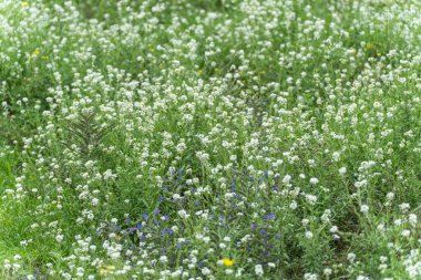Beyaz Yaban Çiçeği Çayırı. Küçük beyaz çiçeklerden oluşan yoğun bir halı çayırı kaplar. Mor ve sarı çiçekler beyazların arasına renkli aksanlar ekler..