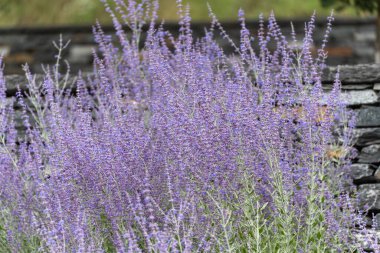 Taş bir duvarın önünde yoğun mor-mavi çiçek kümeleri olan Rus bilge Perovskia atriplicifoli. Bitki böcekleri mıknatıs gibi çeker..