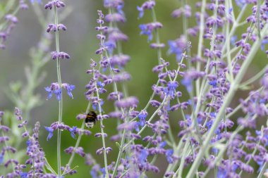 Rus bilgeliğinin parlak ışıkta hassas bir şekilde odaklanmış cilt yüzeyi. Arkaplanda yeşil-sarı yaprak bulanıklığı.