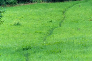 Dar bir av yolu bir çayırın yemyeşil sularında süzülür. Çimler taze ve kalın..