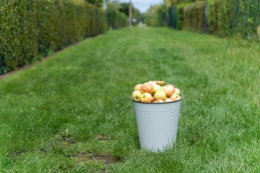 Taze toplanmış elmalarla dolu metal bir kova arka planda çitlerle yeşil bir çayırda duruyor. Görüntü, sonbahar hasadının neşesini taşır..
