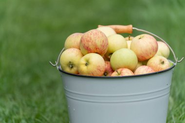 Olgun kırmızı-sarı elmalarla dolu gri bir kovaya yakın çekim. Kovadaki su damlacıkları tazeliği gösteriyor..
