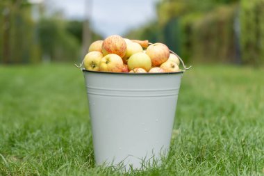 Bir kova elma çitler arasında çimenli bir yolda duruyor. Perspektif, gözleri bahçenin derinliklerine çeker..